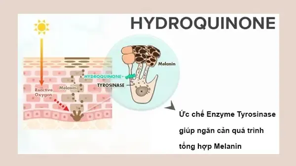 Hydroquinone, một chất ức chế Enzyme Tyrosinase