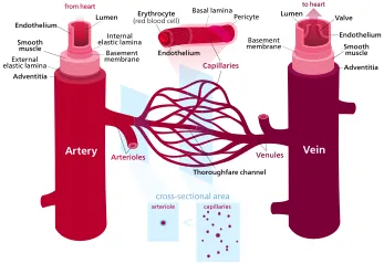 cấu trúc và chức năng của da - Mạch máu (Blood vessel)