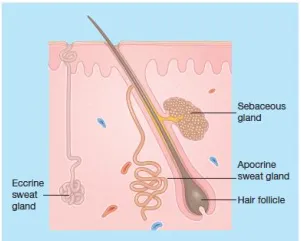 Tuyến mồ hôi eccrine, tuyến apocrine và nang lông với tuyến bã