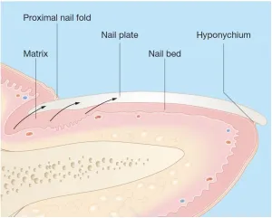 cấu trúc và chức năng của da - Móng bình thường