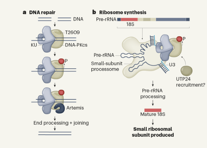 DNA repair enzyme - hoạt chất trong gia công kem phục hồi 