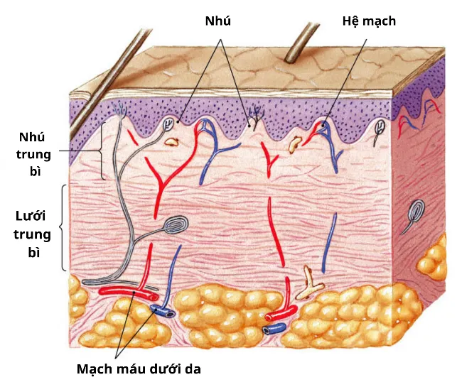 Cấu trúc của da bao gồm hai lớp chính, đó là lớp biểu mô và lớp bì, đều nằm trên lớp mỡ dưới da