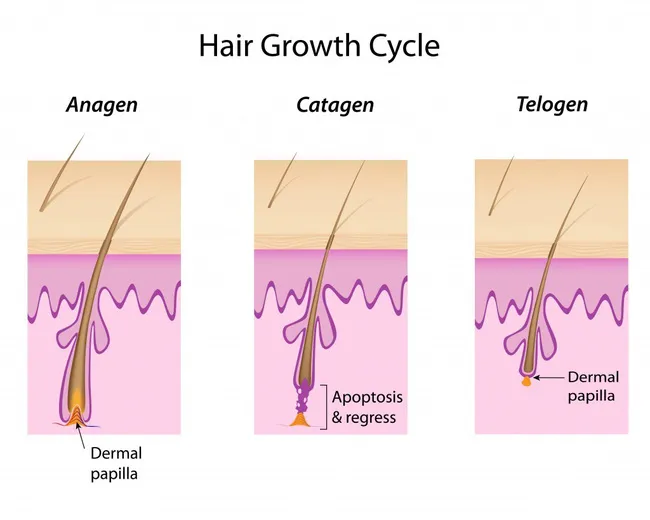 Chu kỳ phát triển của lông qua ba giai đoạn chính