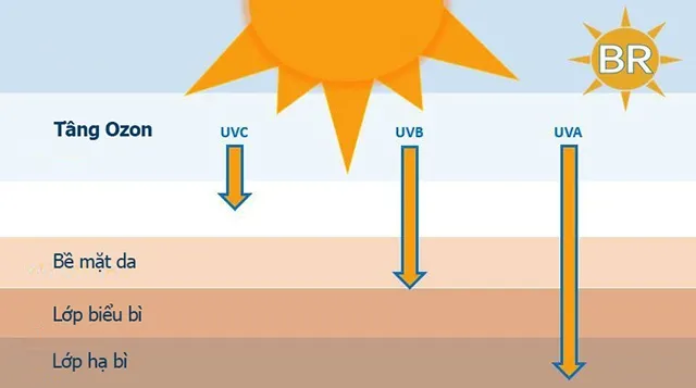 Bức xạ tia UV cũng có khả năng thay đổi hệ thống miễn dịch của cơ thể