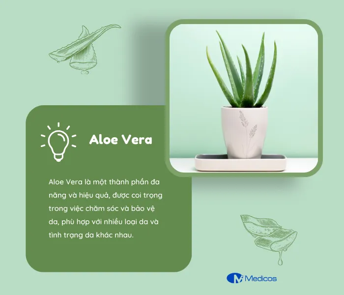 Aloe Vera rất lành tính và có nhiều công dụng tuyệt vời cho da